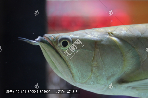 銀龍魚