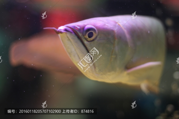 銀龍魚