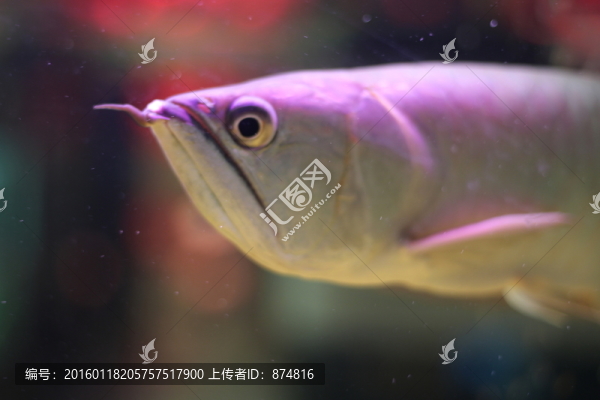 銀龍魚