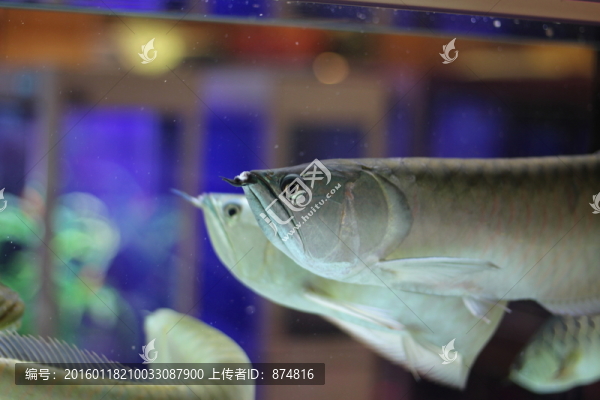 銀龍魚