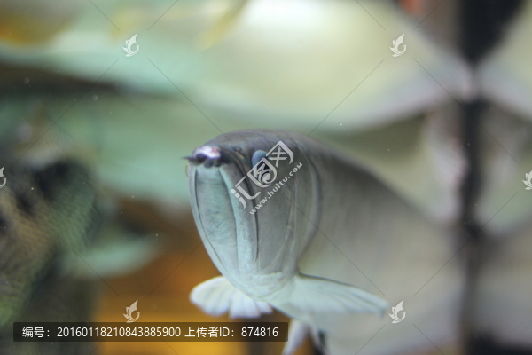 銀龍魚