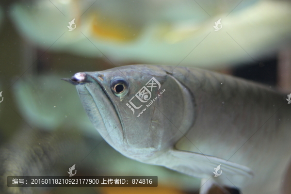 銀龍魚(yú)
