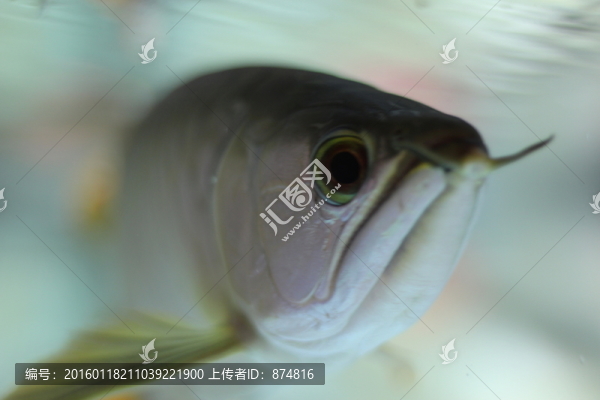 金龍魚
