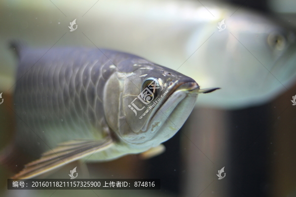 金龍魚
