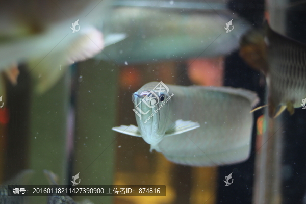 銀龍魚