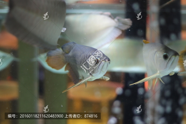 銀龍魚