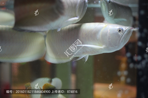 銀龍魚
