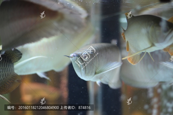 銀龍魚