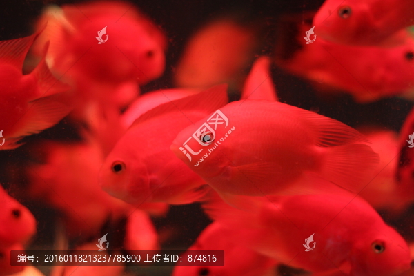紅鸚鵡魚