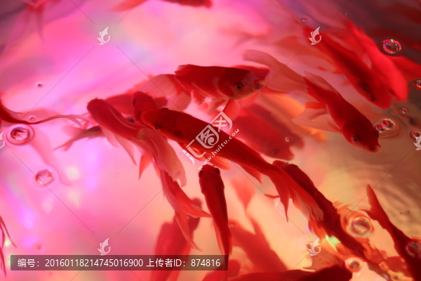 魚池,水紋