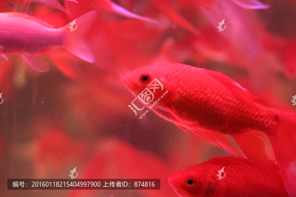金魚