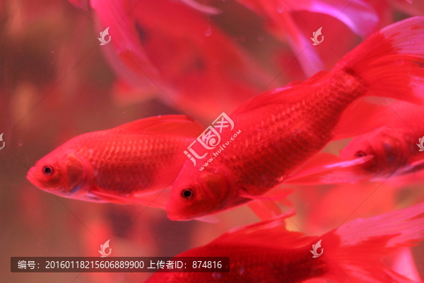金魚