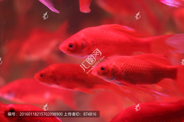金魚