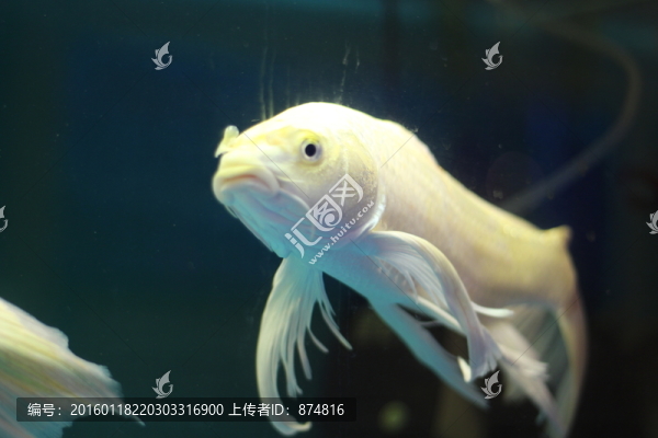 錦鯉