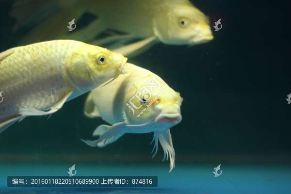 錦鯉