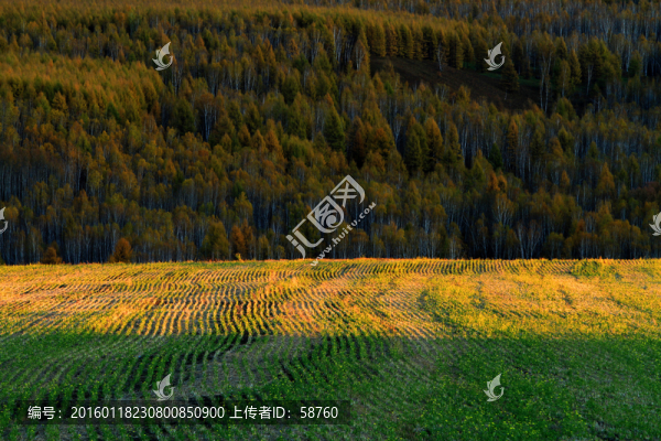 林間農(nóng)田秋景