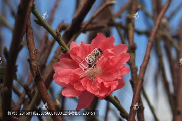 采桃花而來