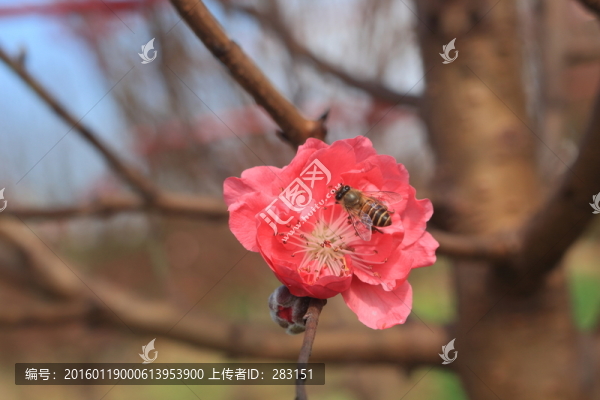 桃花