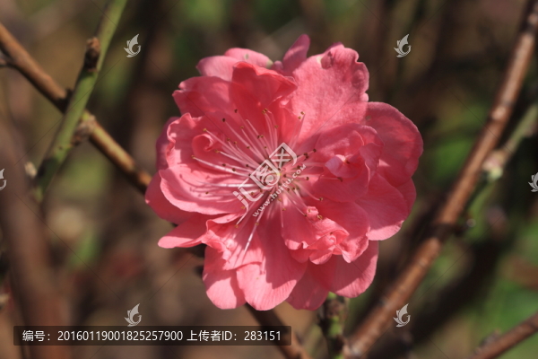 桃花