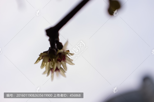 臘梅花
