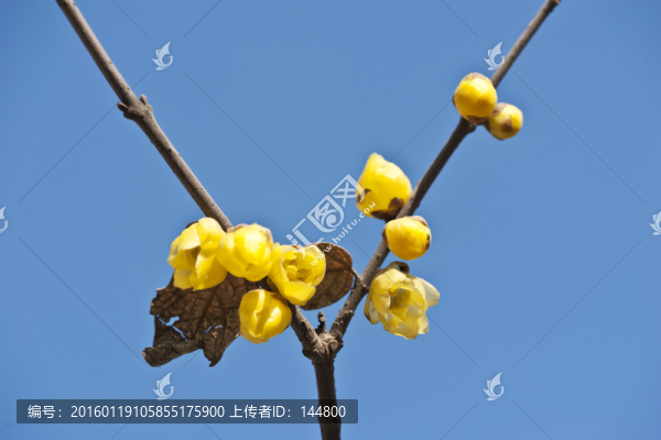 臘梅花