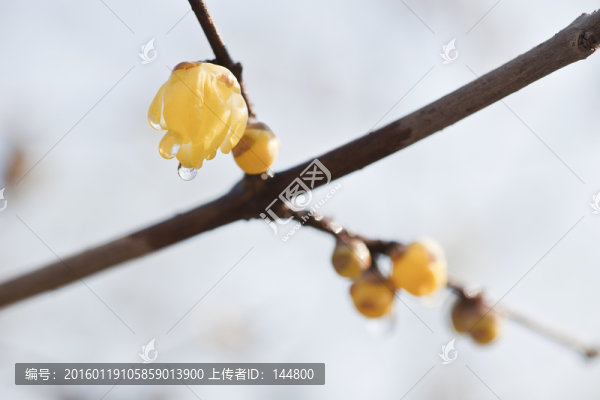 臘梅花