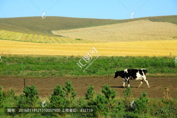 奶牛與麥田