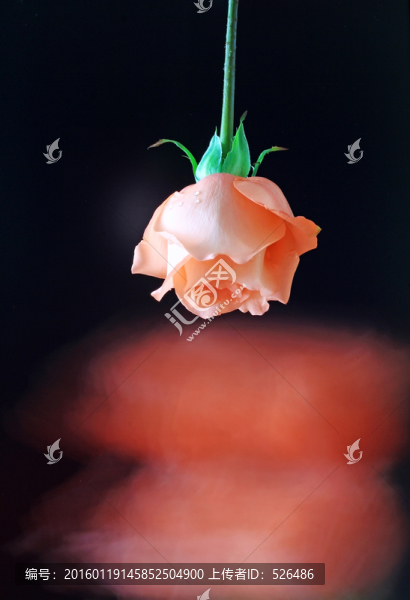 玫瑰花