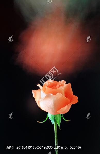 粉紅玫瑰花