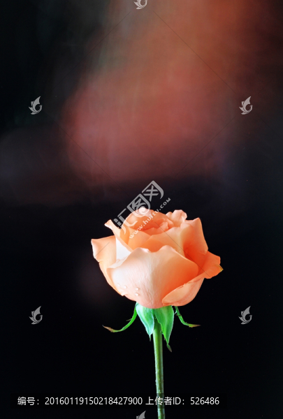 玫瑰花