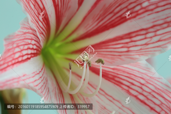 朱頂紅