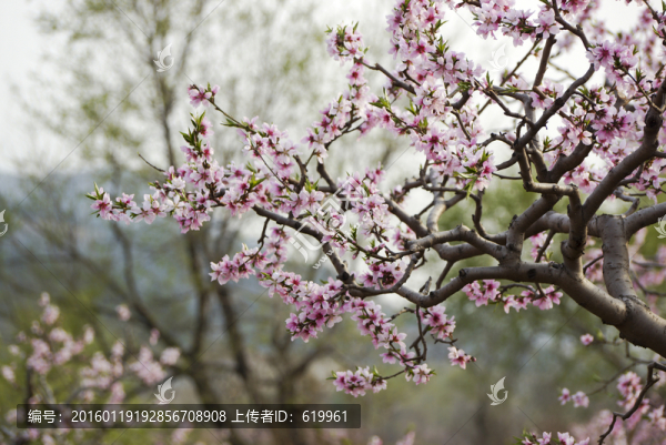 桃花枝