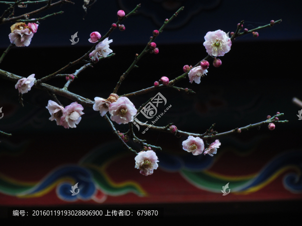 梅花