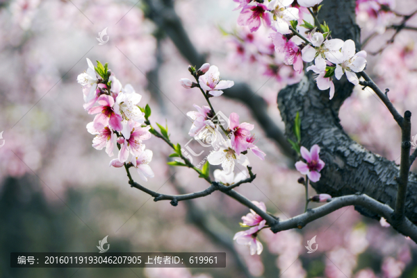 桃花枝