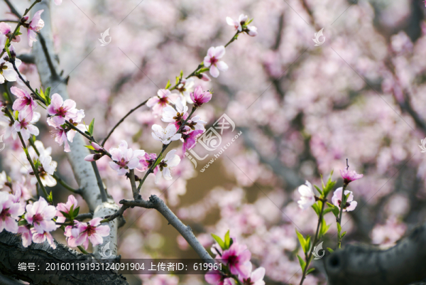 桃花枝