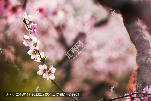 桃花枝