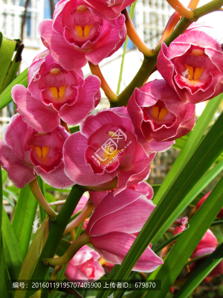 蘭花
