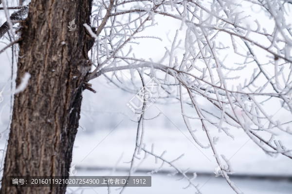 榆樹