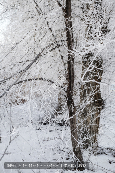 冬雪