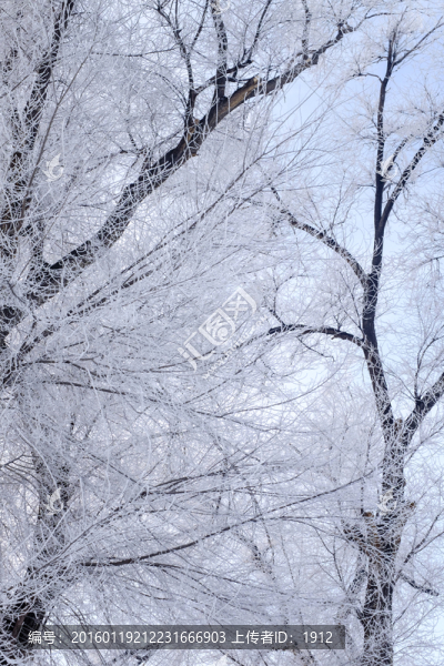 樹林