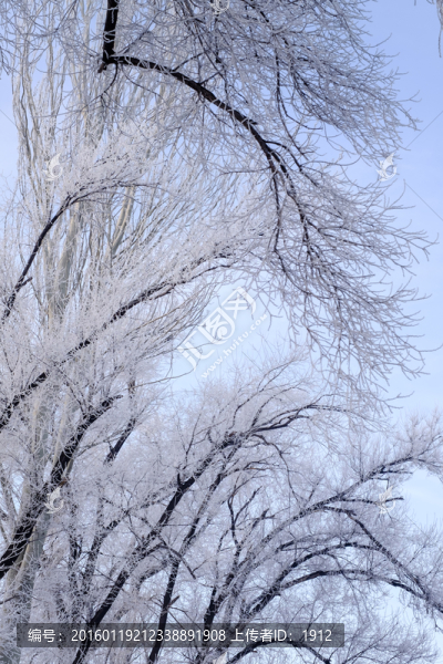 樹林