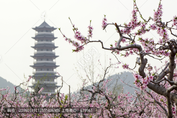 桃花枝