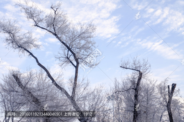樹林