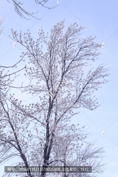 樹