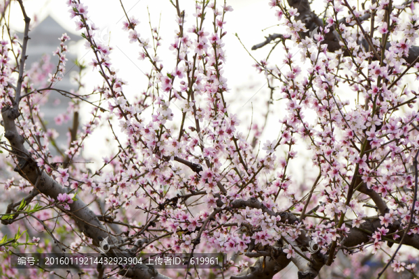桃花枝