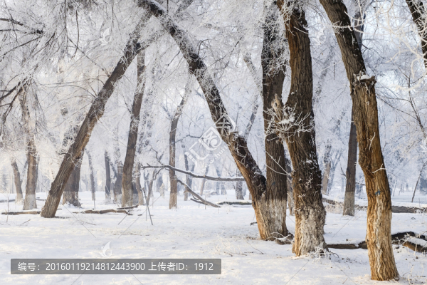 樹林