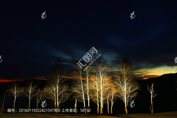 夜空下的白樺林