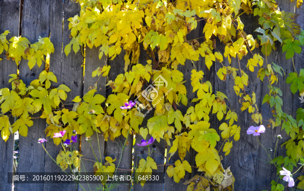 爬山虎