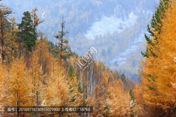 森林秋雪