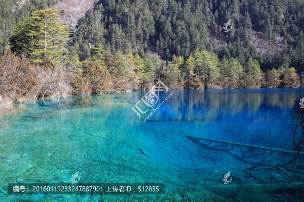 樹(shù)正群海